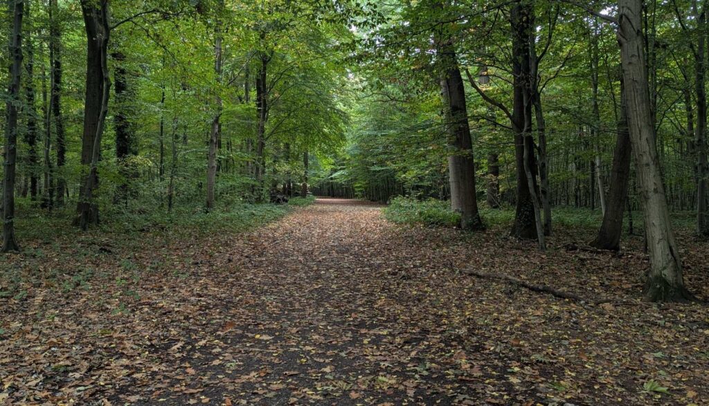 Herbstwald mit Laub und Wind